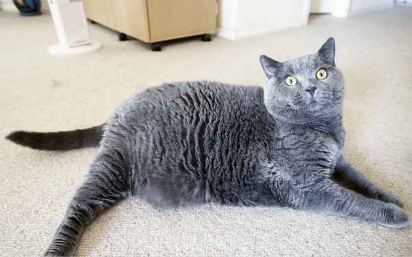 英国短毛猫oscar重达10.5公斤